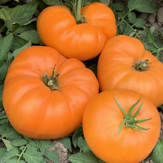 🍅ORLOV YELLOW GIANT TOMATO🍅 x 10 seeds_2