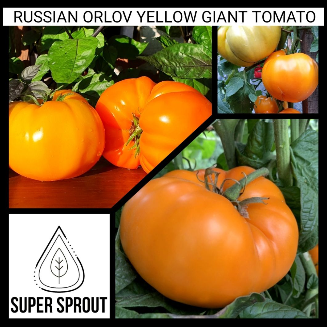 🍅ORLOV YELLOW GIANT TOMATO🍅 x 10 seeds_0