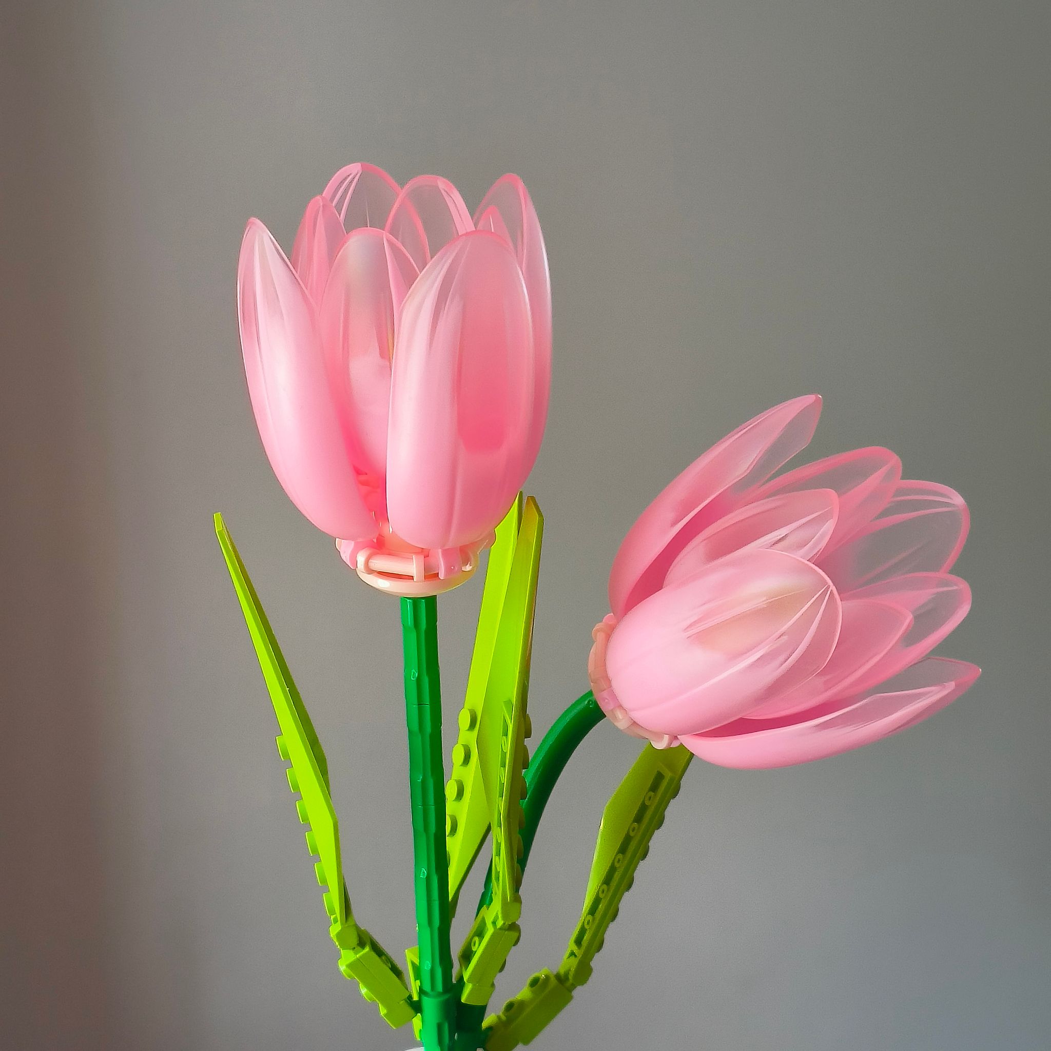 Pink Tulips_0