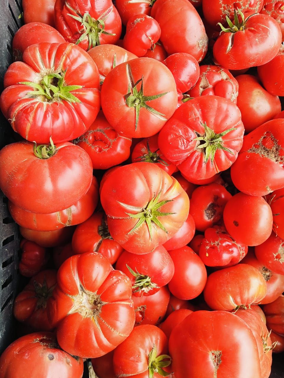 طماطة محلية بازيان_0