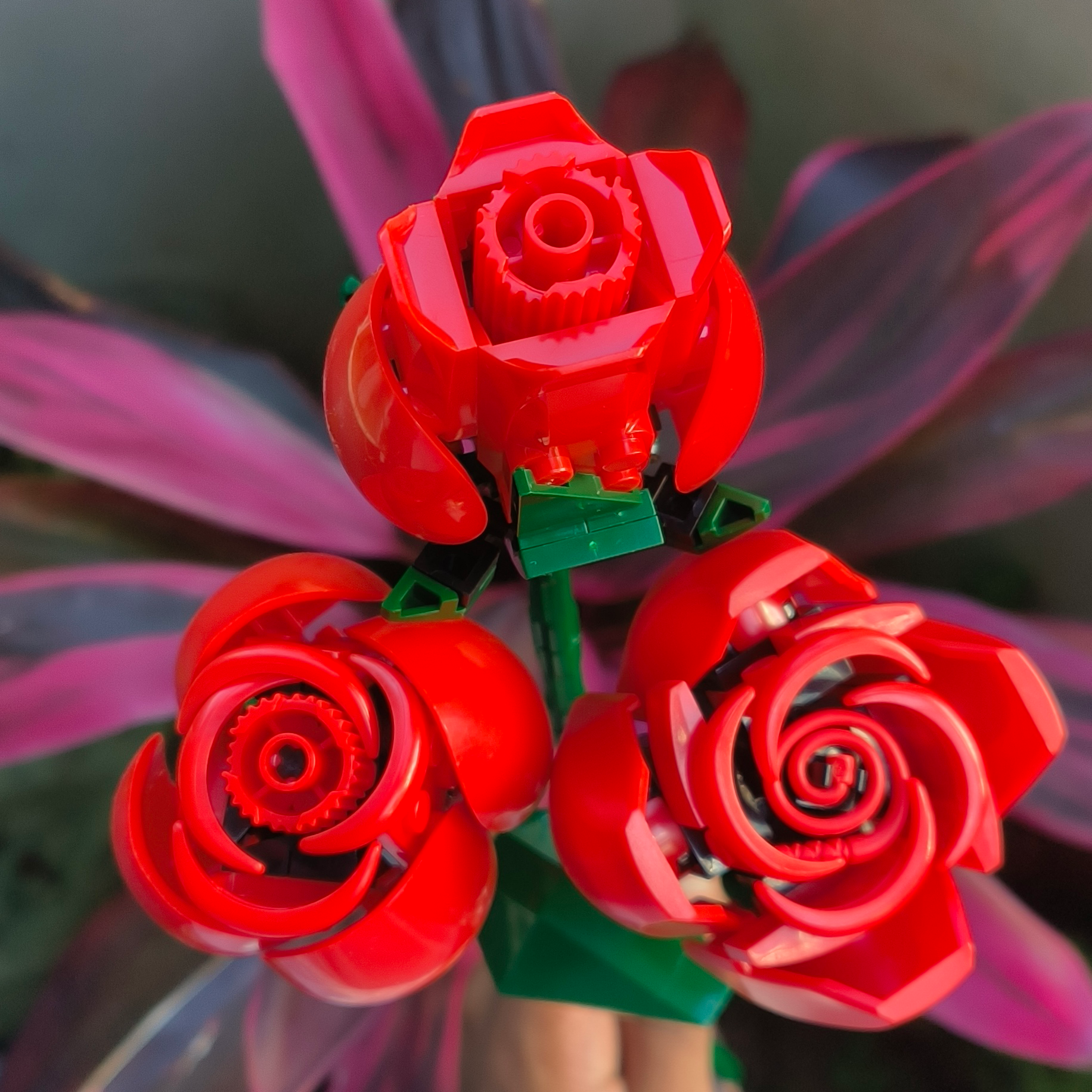 Red Roses_0