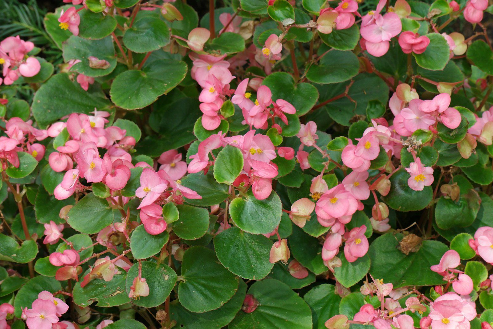 Begonia bloem - Begonia flower_0