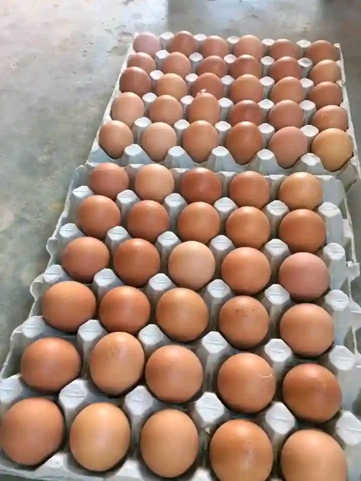 Eggs/ 3 crates and above/wholesale _0