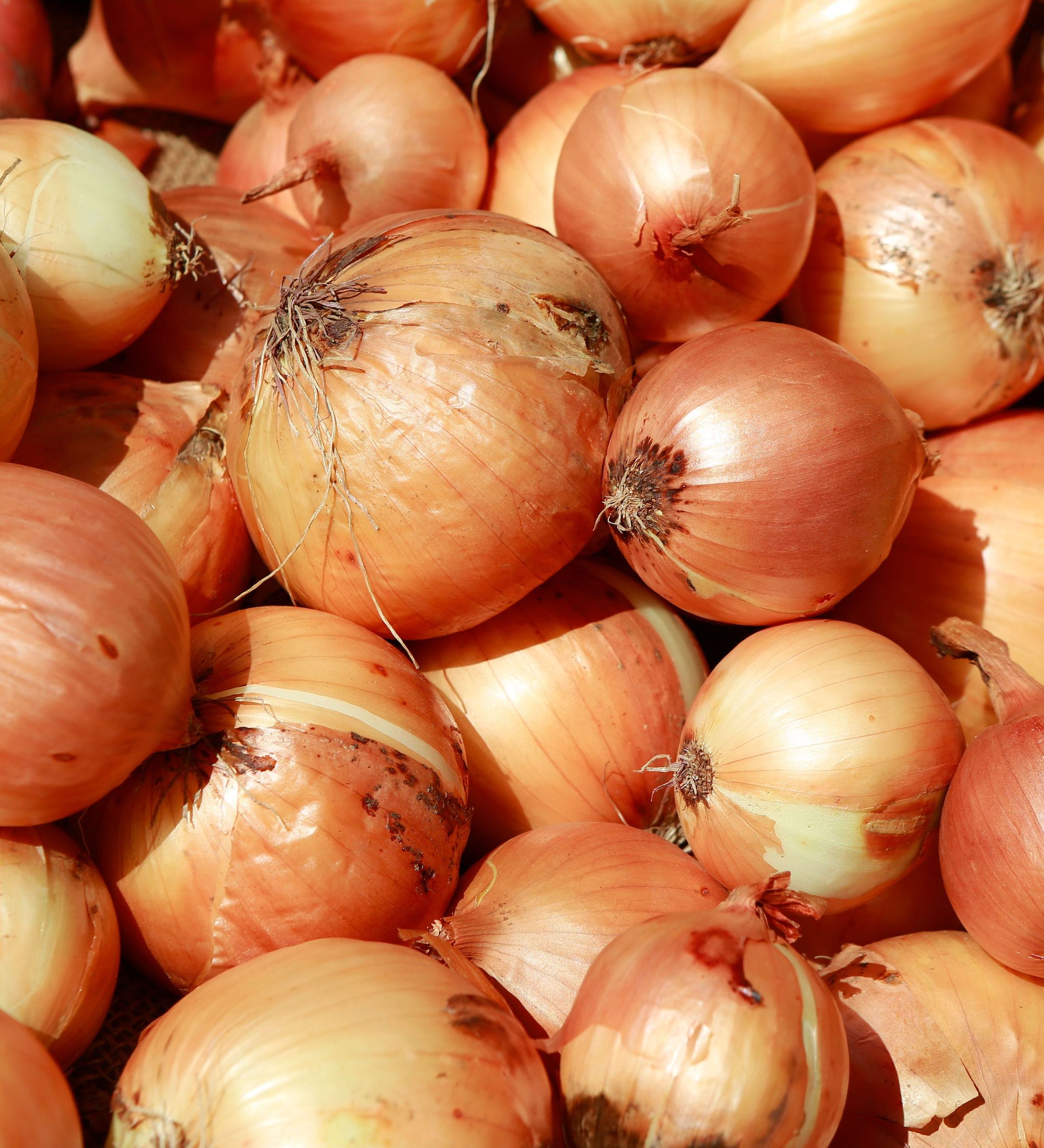 Onion(1kg)_0