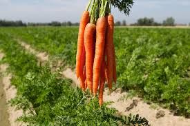 Carrots _0