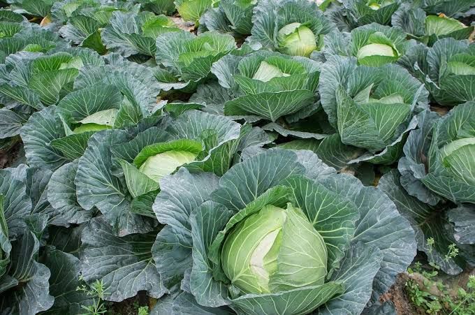 Cabbage _0