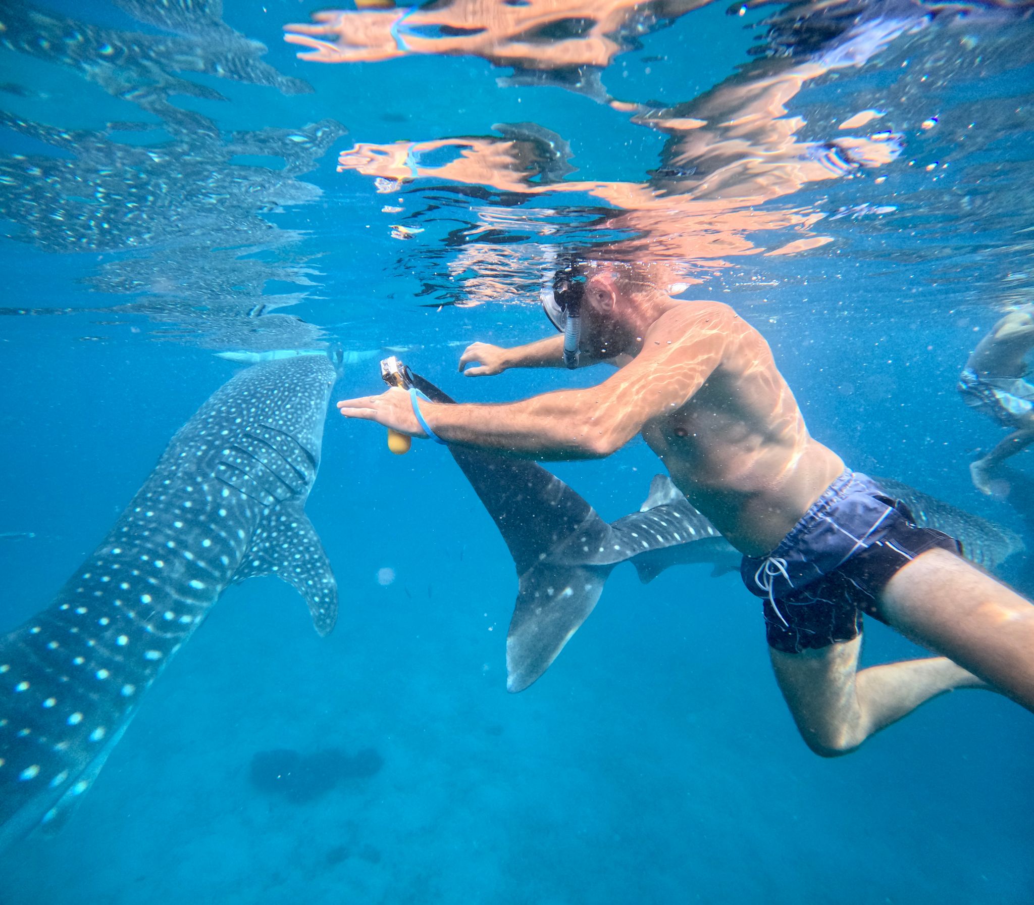 1D003 Whale Sharks + Canyoneering Adventure + Kawasan Falls Daytrip_5