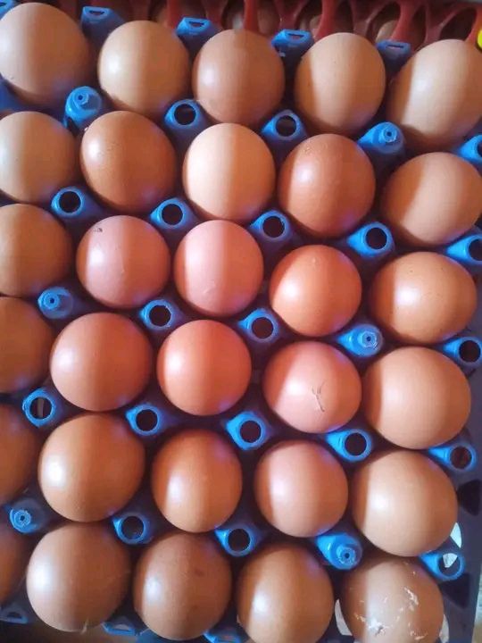 Eggs/1-2 crates_0