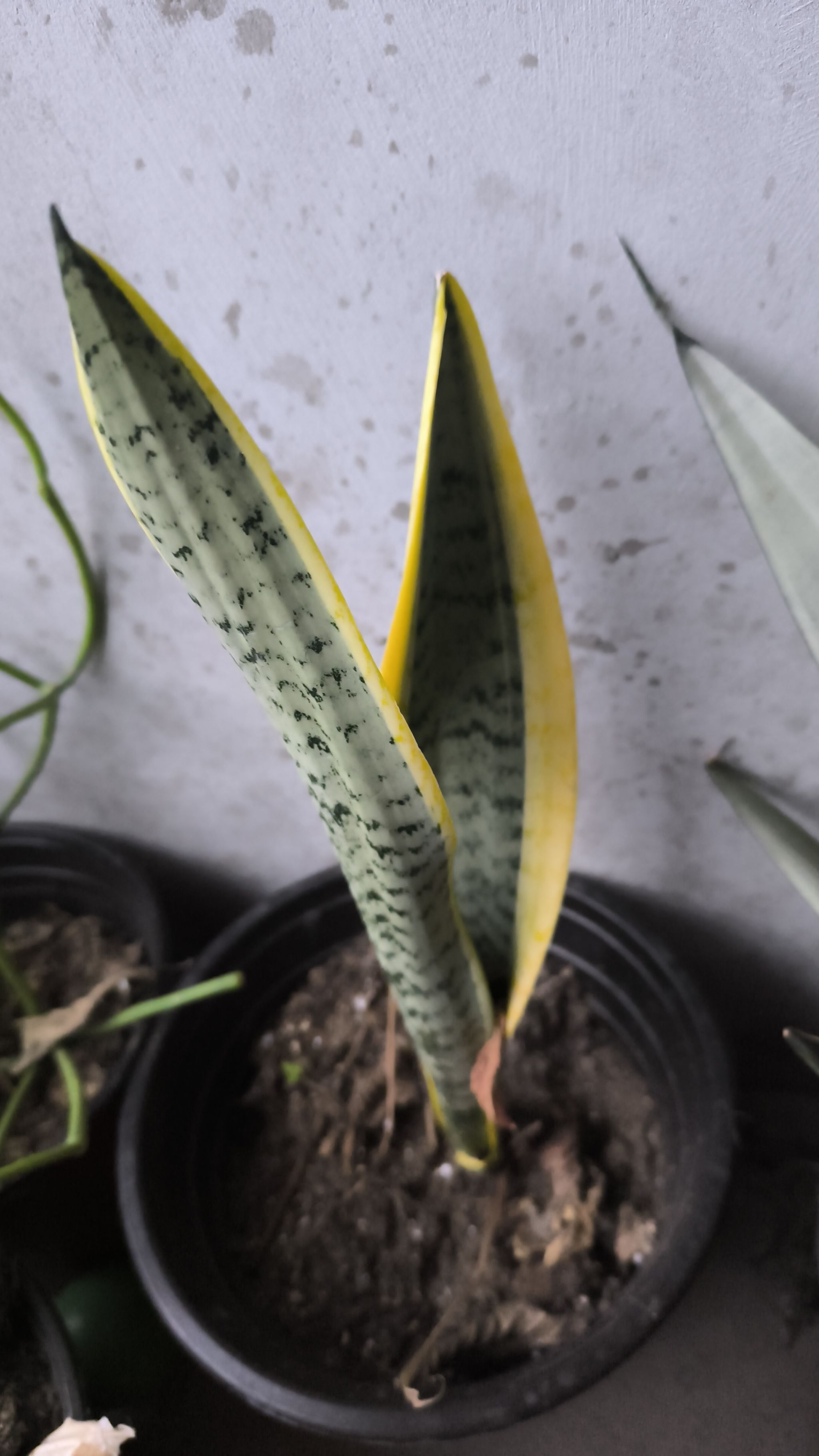 Snake plant Air purifier ( tall variety)_0