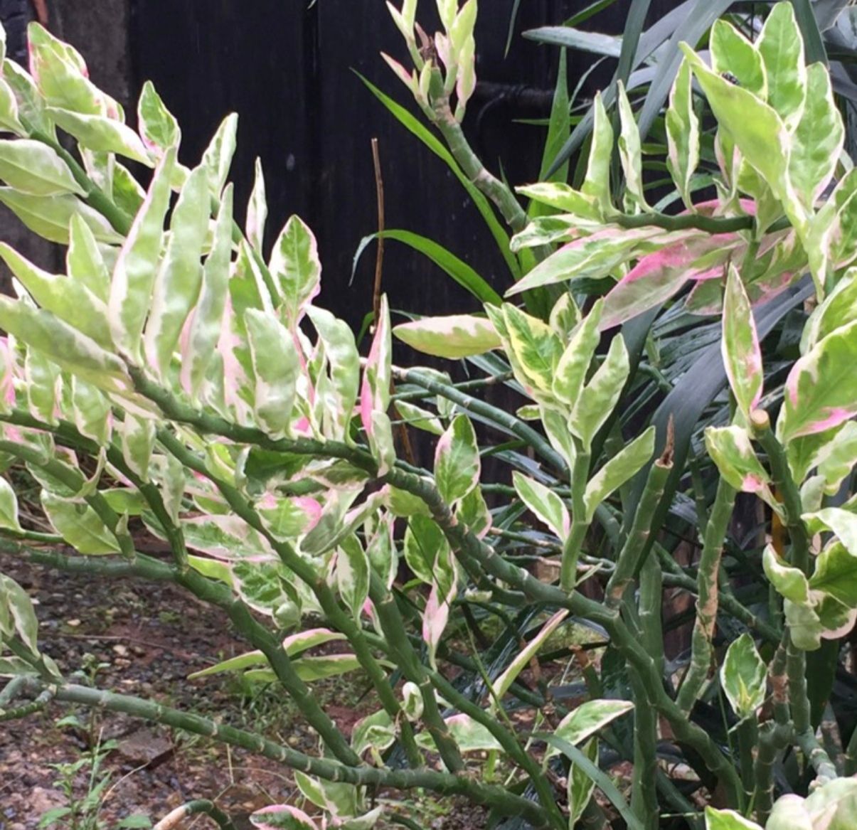 Euphorbia tithymaloides (Devil’s Backbone) – Plant Care & Growth in Guyana_0