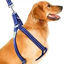 Body Harness & Leash Combo_2