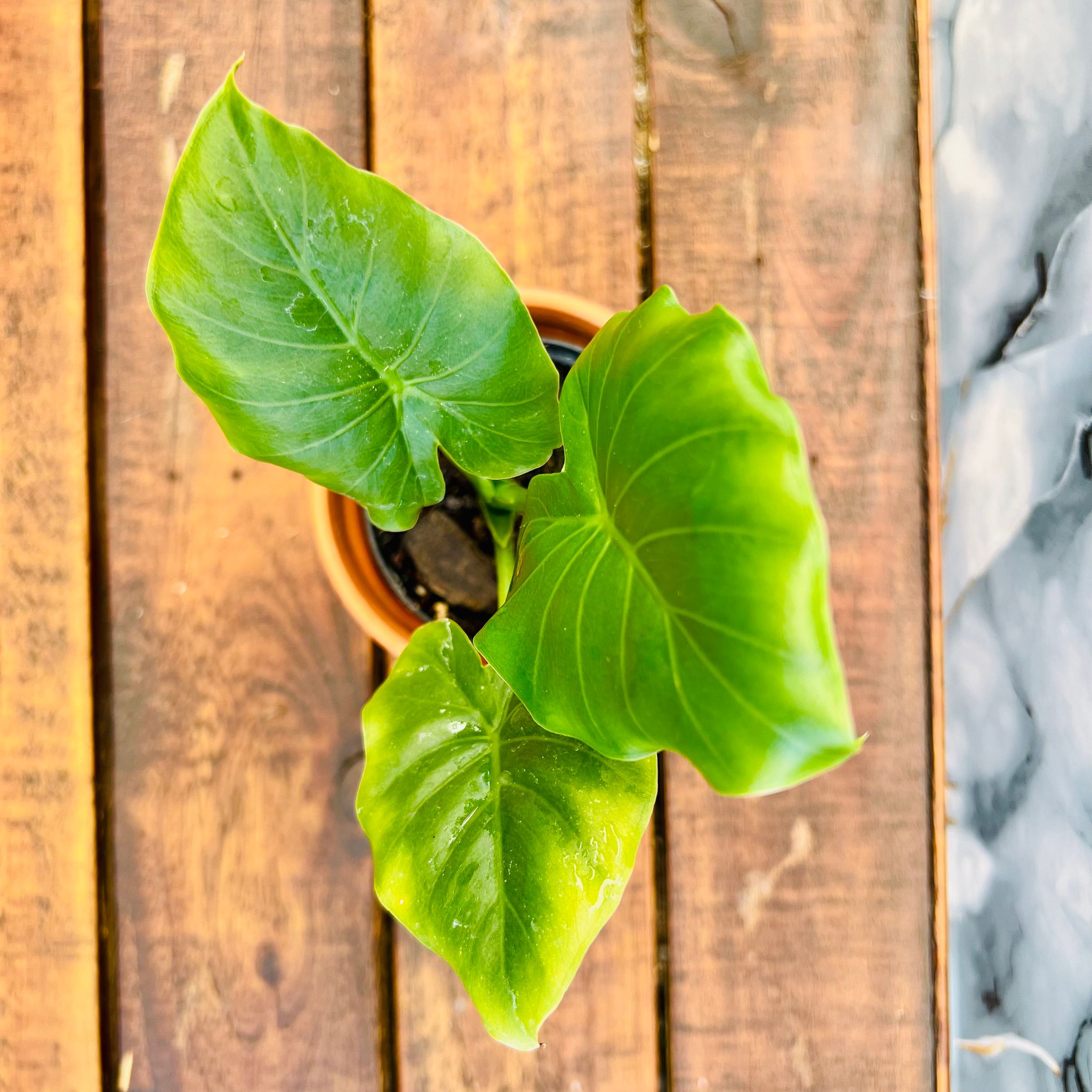 Gageana Alocasia California_1