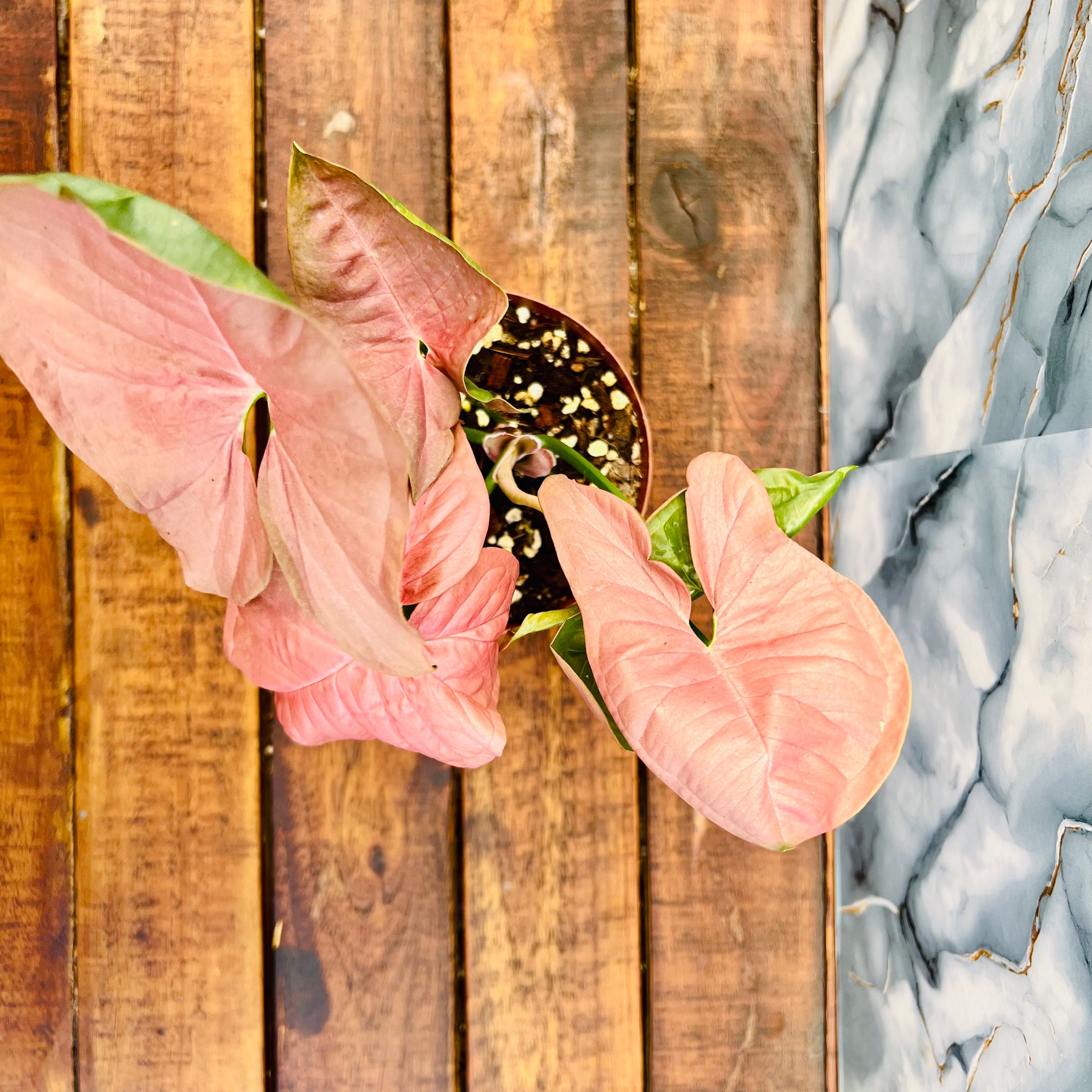 Pink Syngonium - Neon Robusta_1