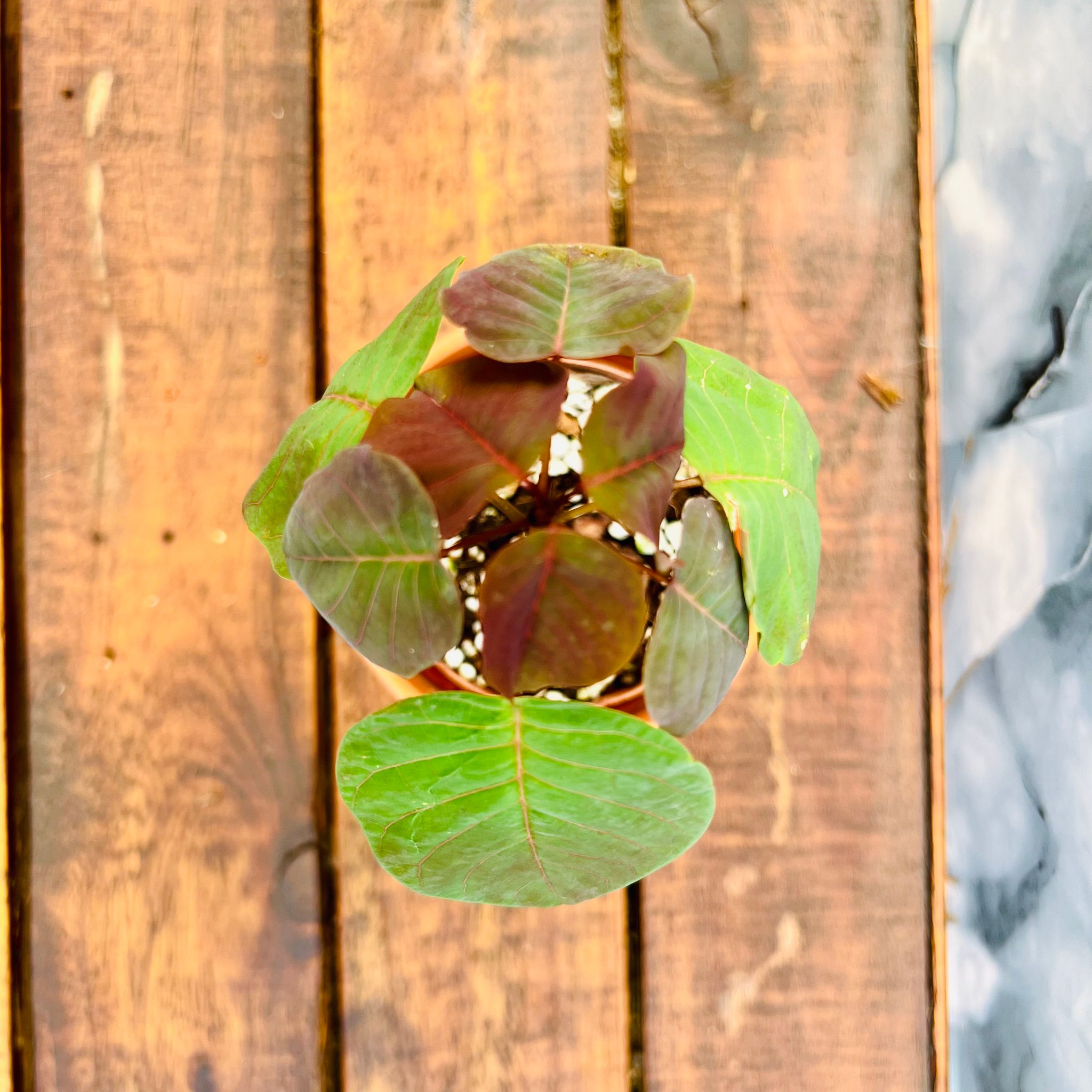 Euphorbia Cotinifolia - 7cm_1