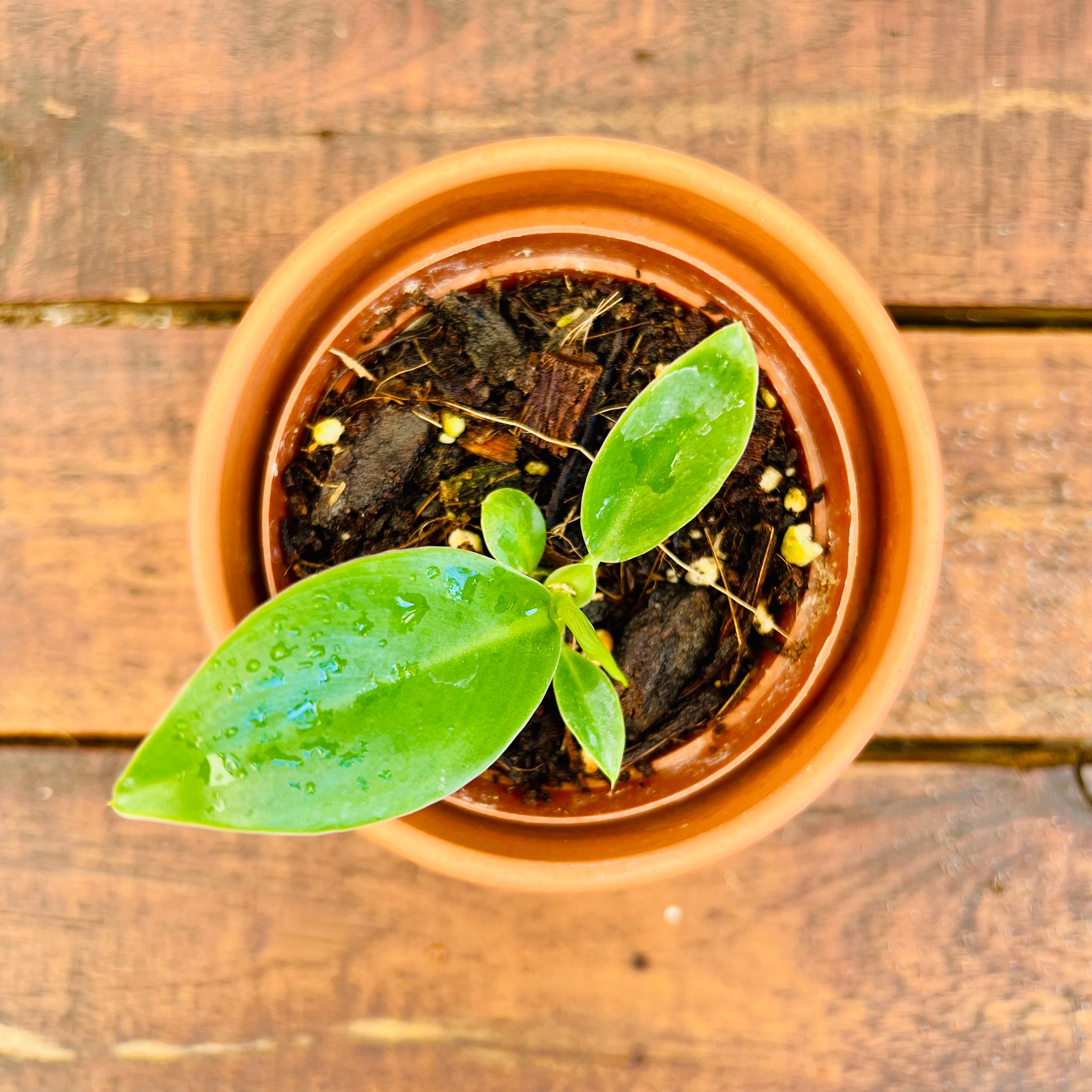 Philodendron Imperial Green - 7cm_1