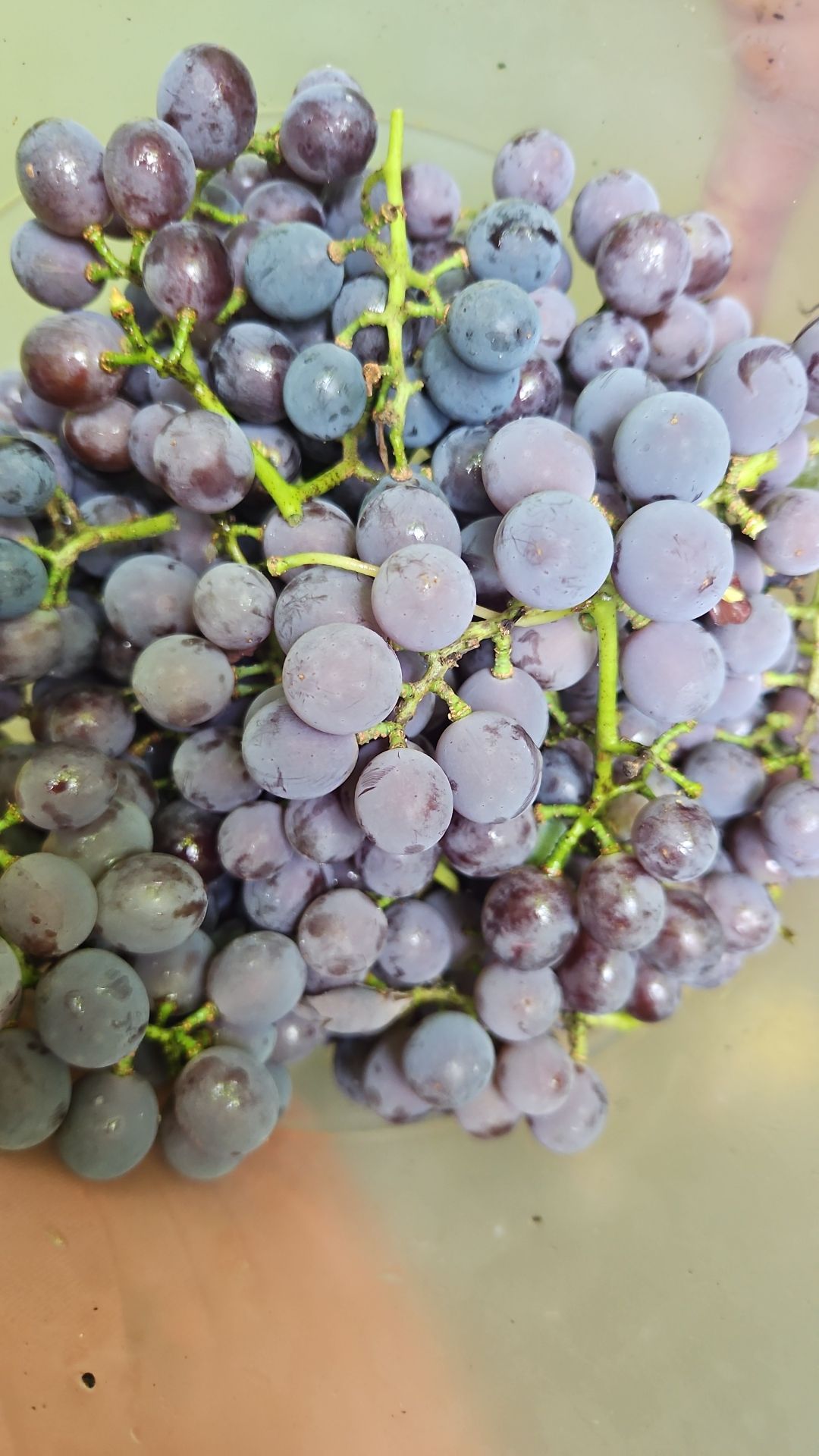 500g organic Gatawba grapes (glippertjies)_0