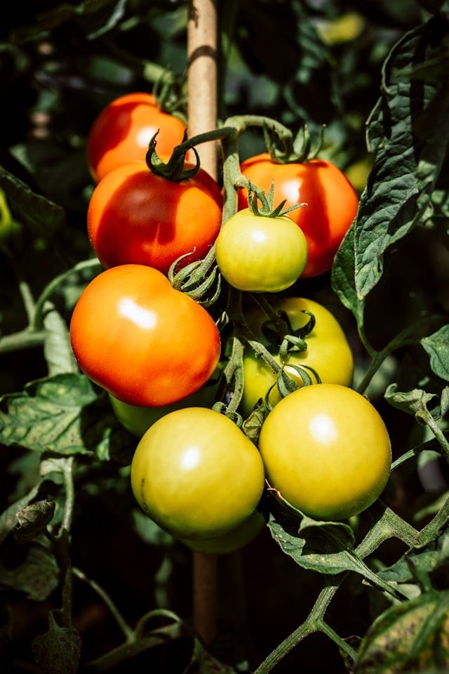 Tomato 250g_0