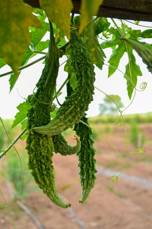 Bitter Gourd 250g_0