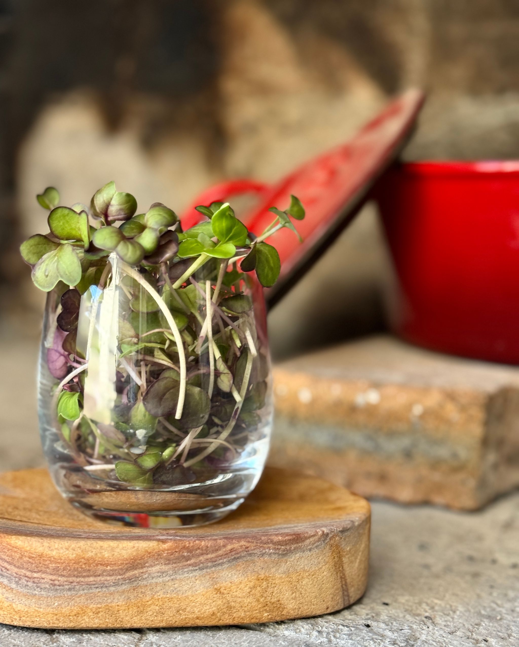 Rambo Radish Microgreens - 30g_0