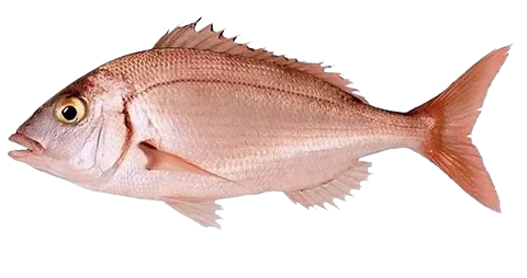 Yakh (Carpe Rouge) en Darnes_0