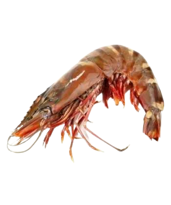 Crevettes_0