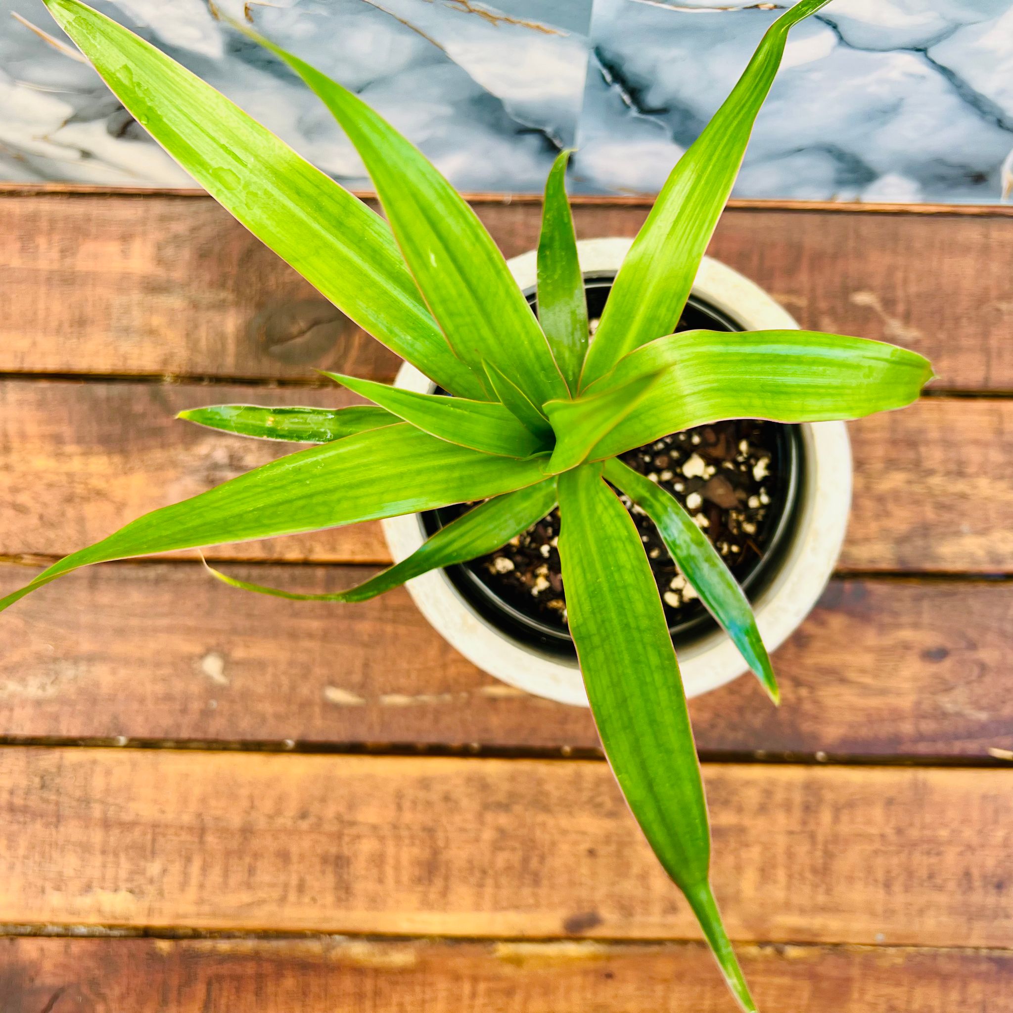 Dracaena Americana - 12cm_1