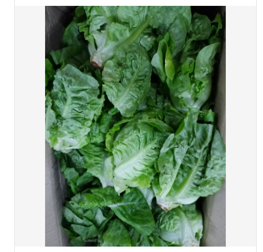 Baby Romaine Lettuce香旦(250g)Fresh & Budget_0