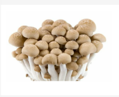 Buna Shimeji Mushroom	灵兰菇(150g)Fresh & Budget_0