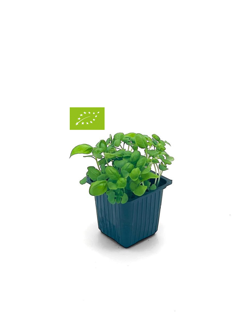 ΒΑΣΙΛΙΚΟΣ (Basil) BIO Γλαστράκι_0