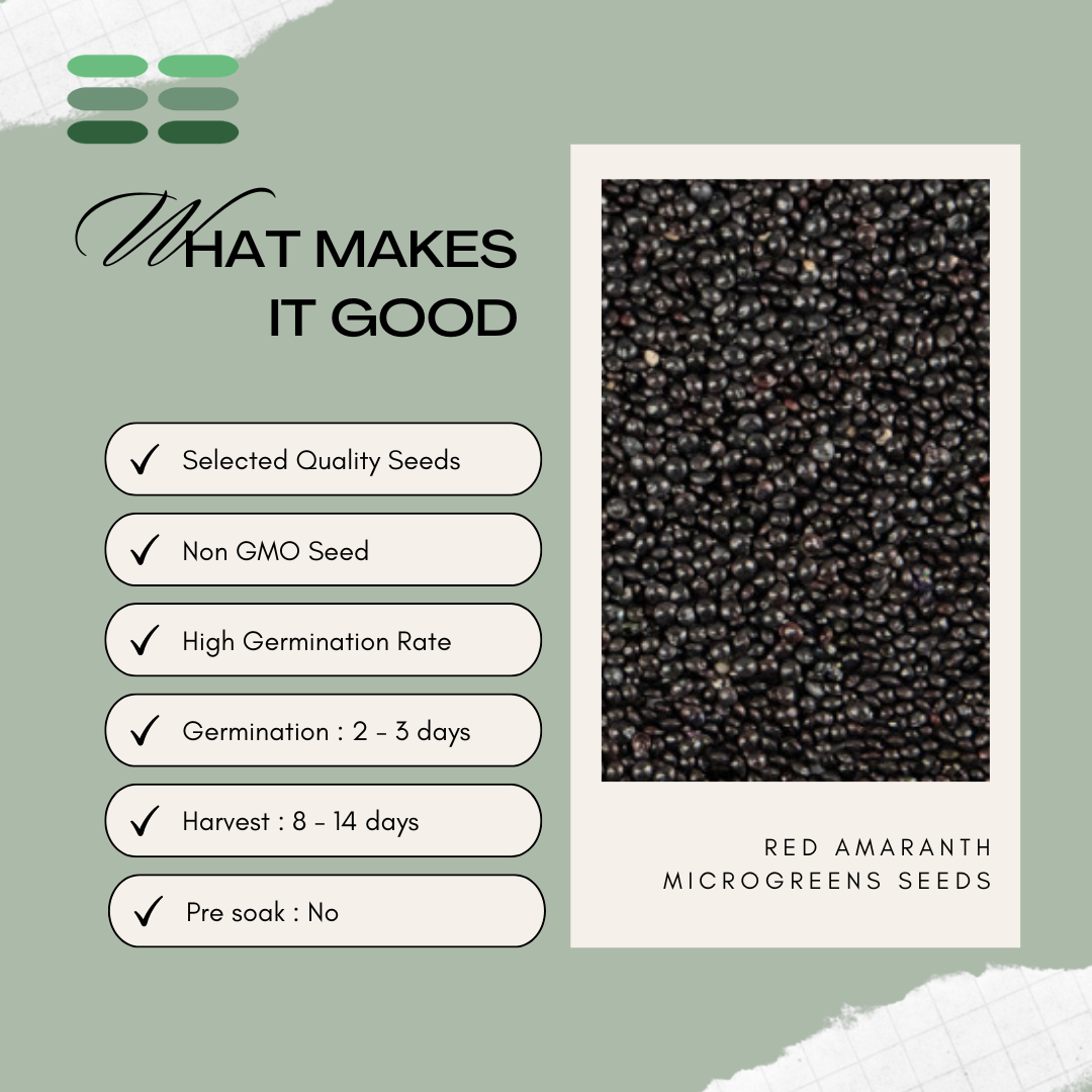 Red Amaranth Microgreens Seeds_1