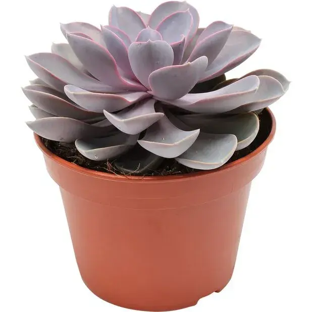 Echeveria 'Purple Pearl'_0