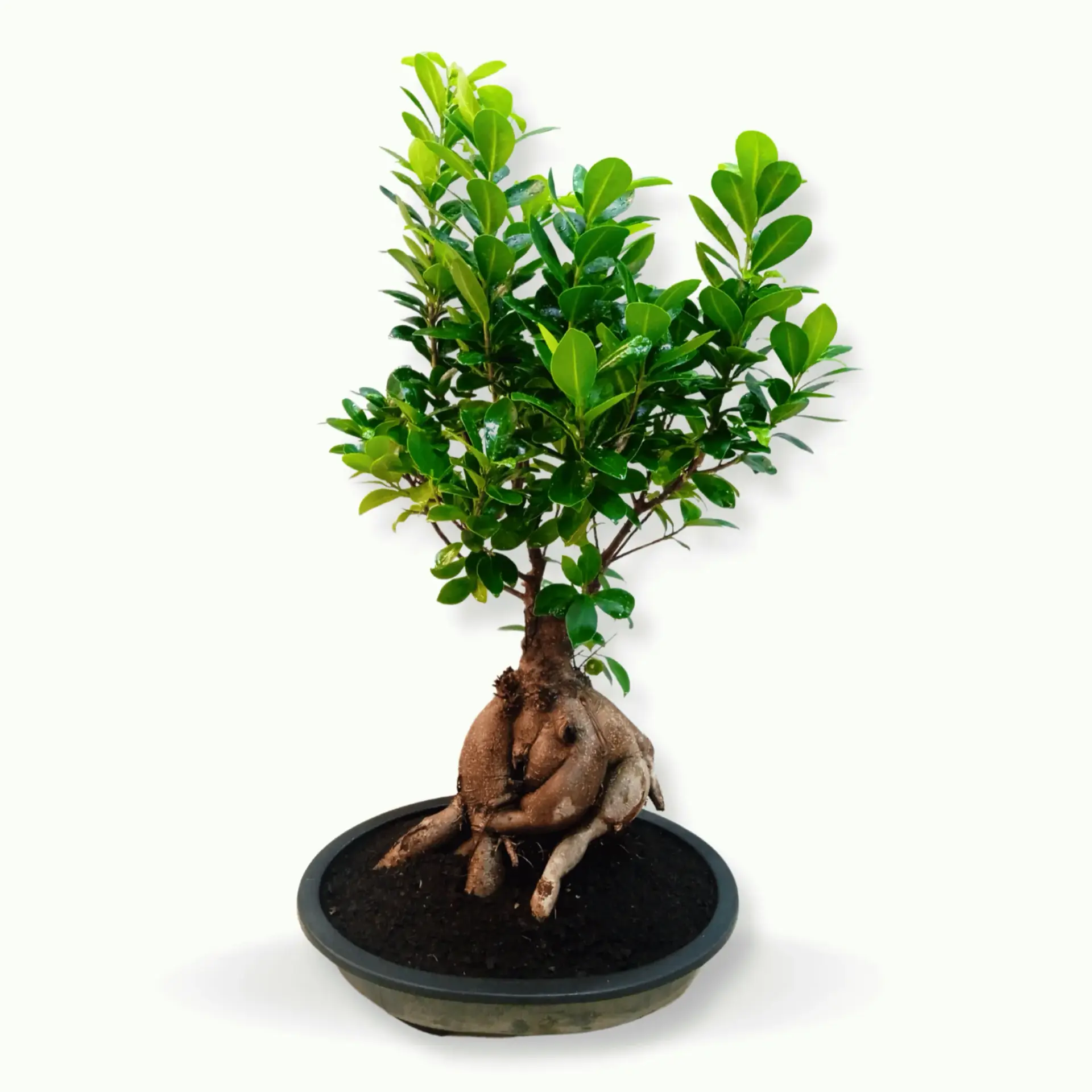 Ficus Microcarpa Ginseng Bonsai- Big_0