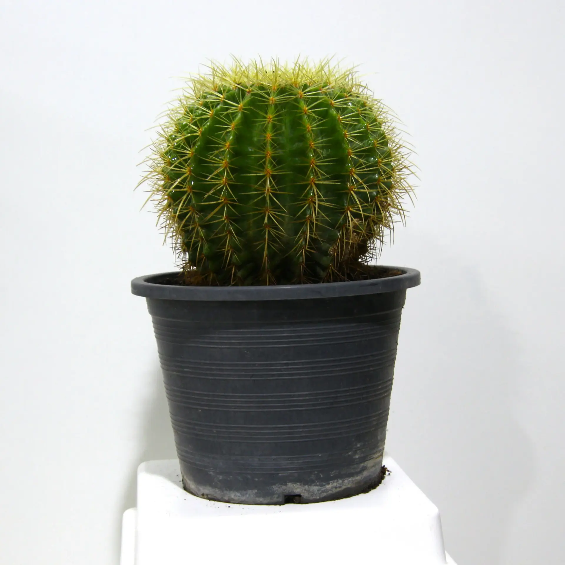 Cactus_0