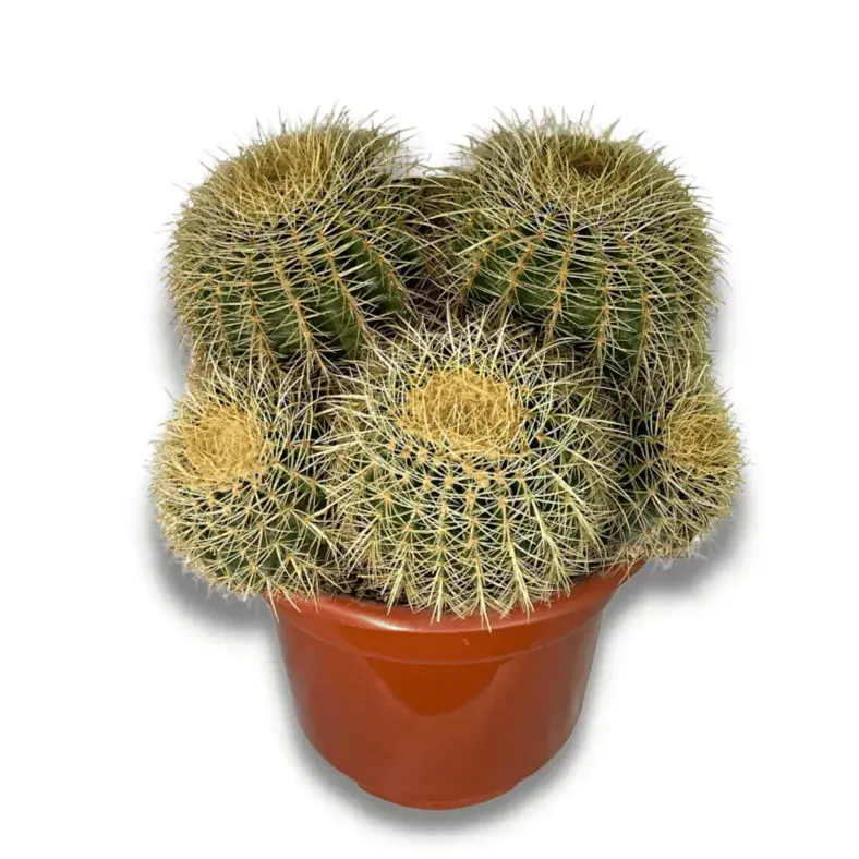 Echinocactus Multi Head_0