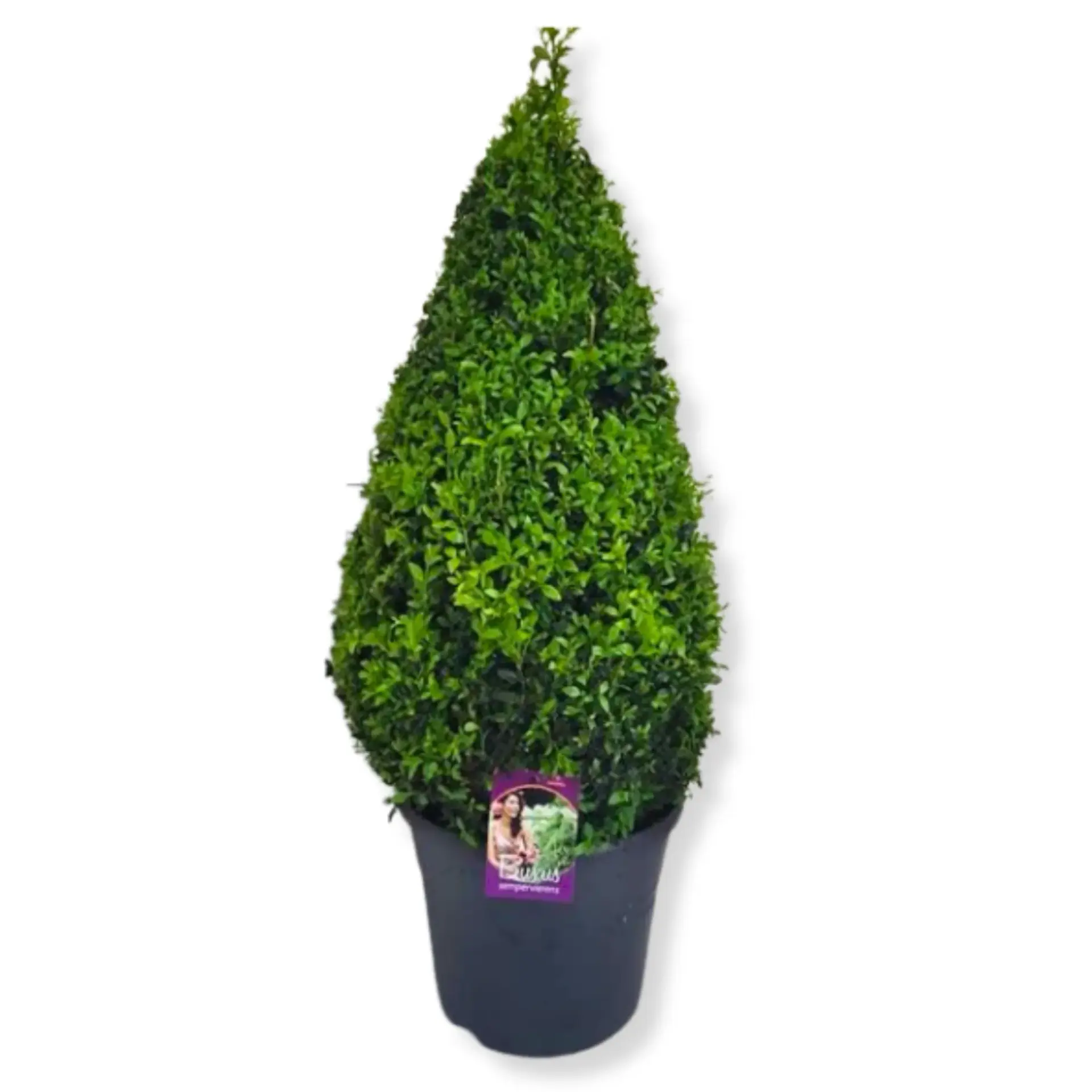 Buxus Pyramid_0