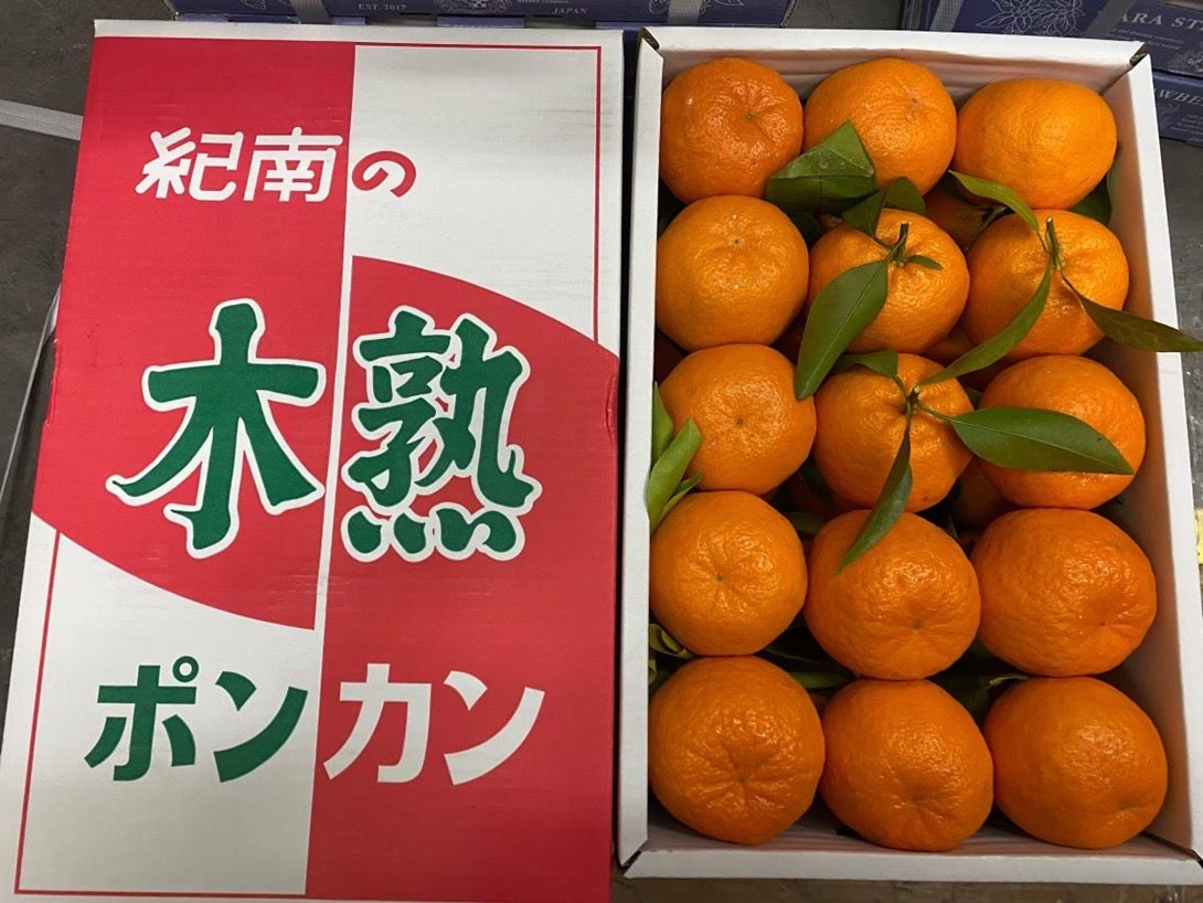 JPN WAKAYAMA PONKAN日本纪南木熟柑_0