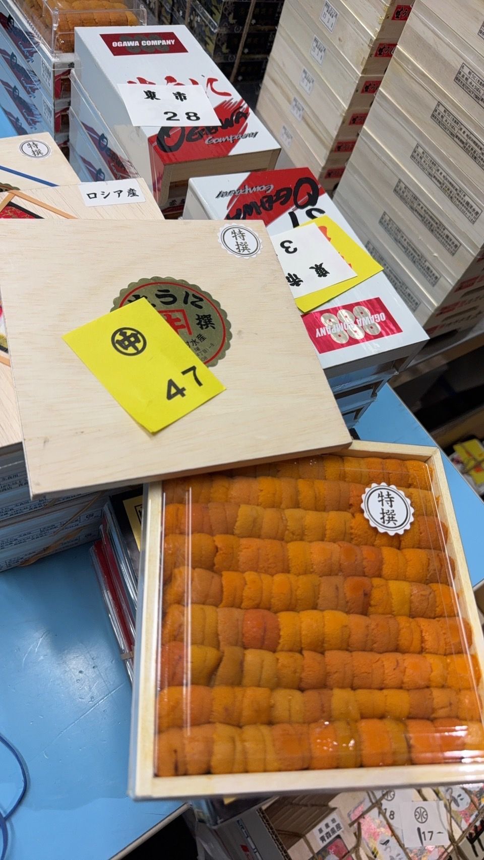 400ｇ'Kimura 木村' Bafun Uni_1