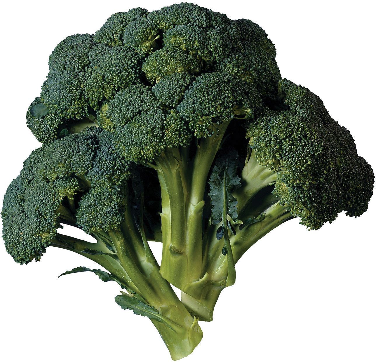 Broccoli _0