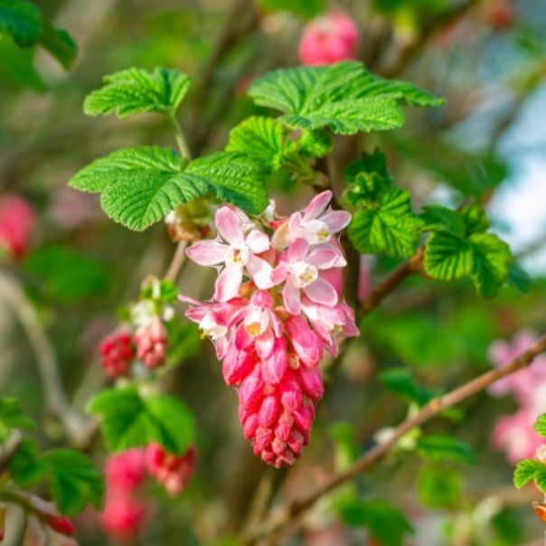 Rode Ribes / flowering currant_0