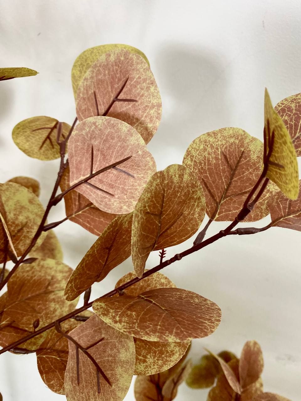 PREMIUM TREE EUCALYPTUS PINK_2