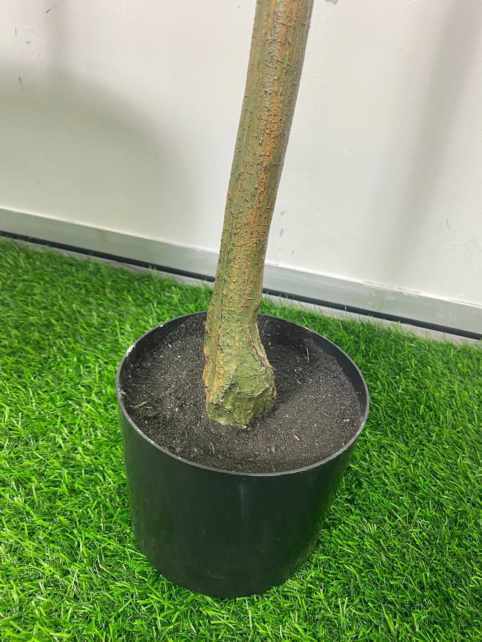 PREMIUM TREE EUCALYPTUS PINK_3