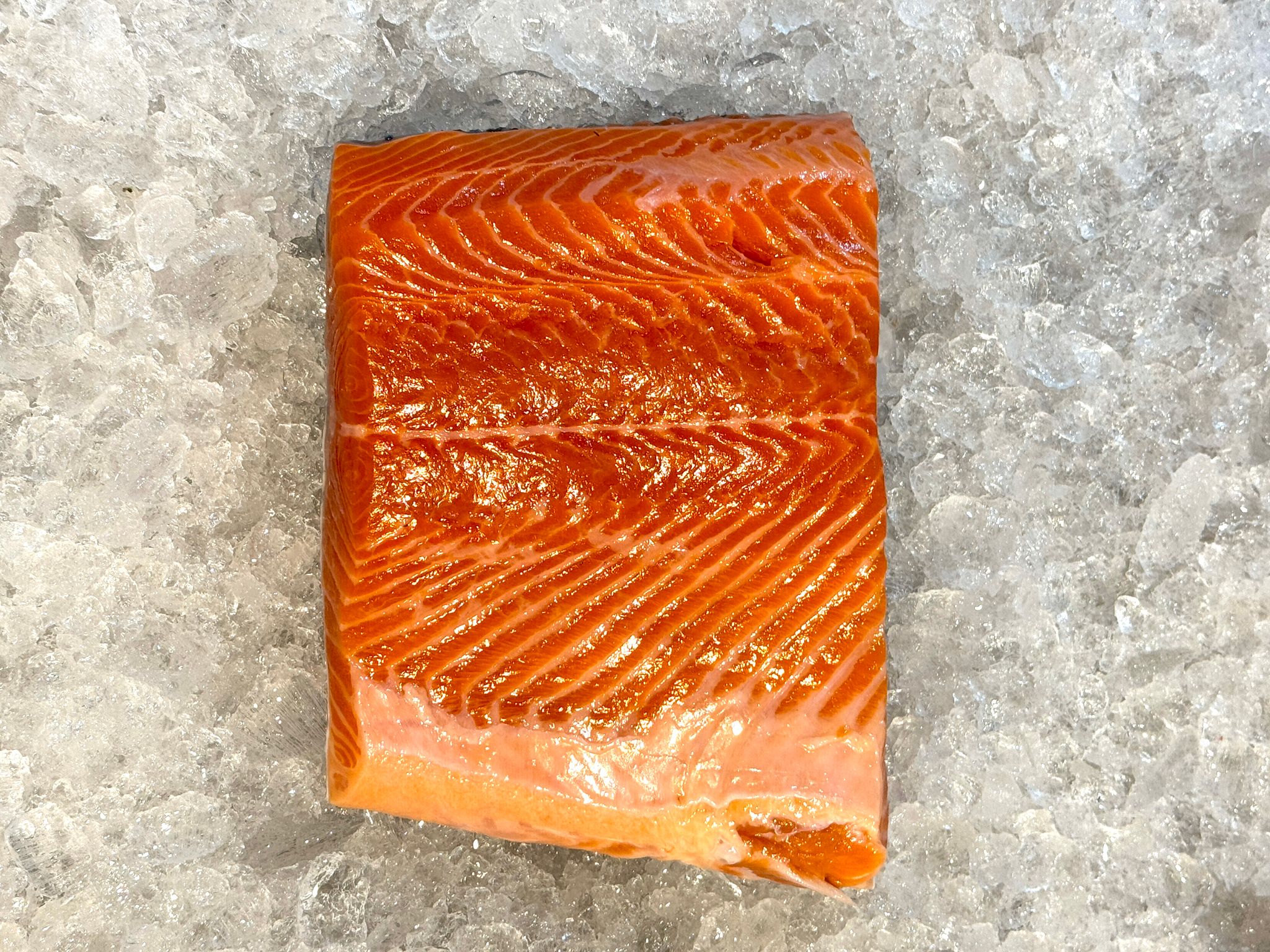 Salmon Trout _1