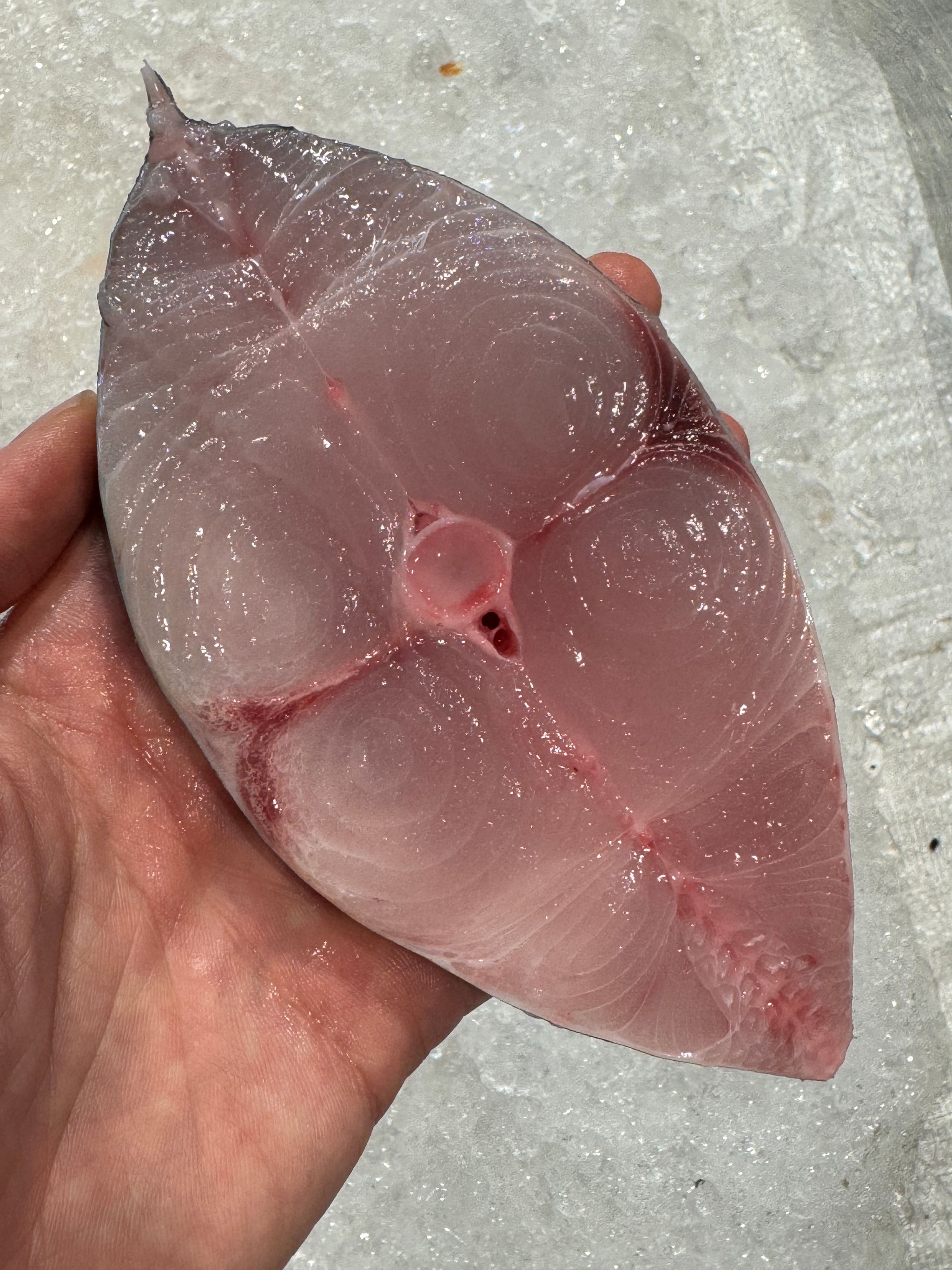 Spanish Mackerel (Batang)_0