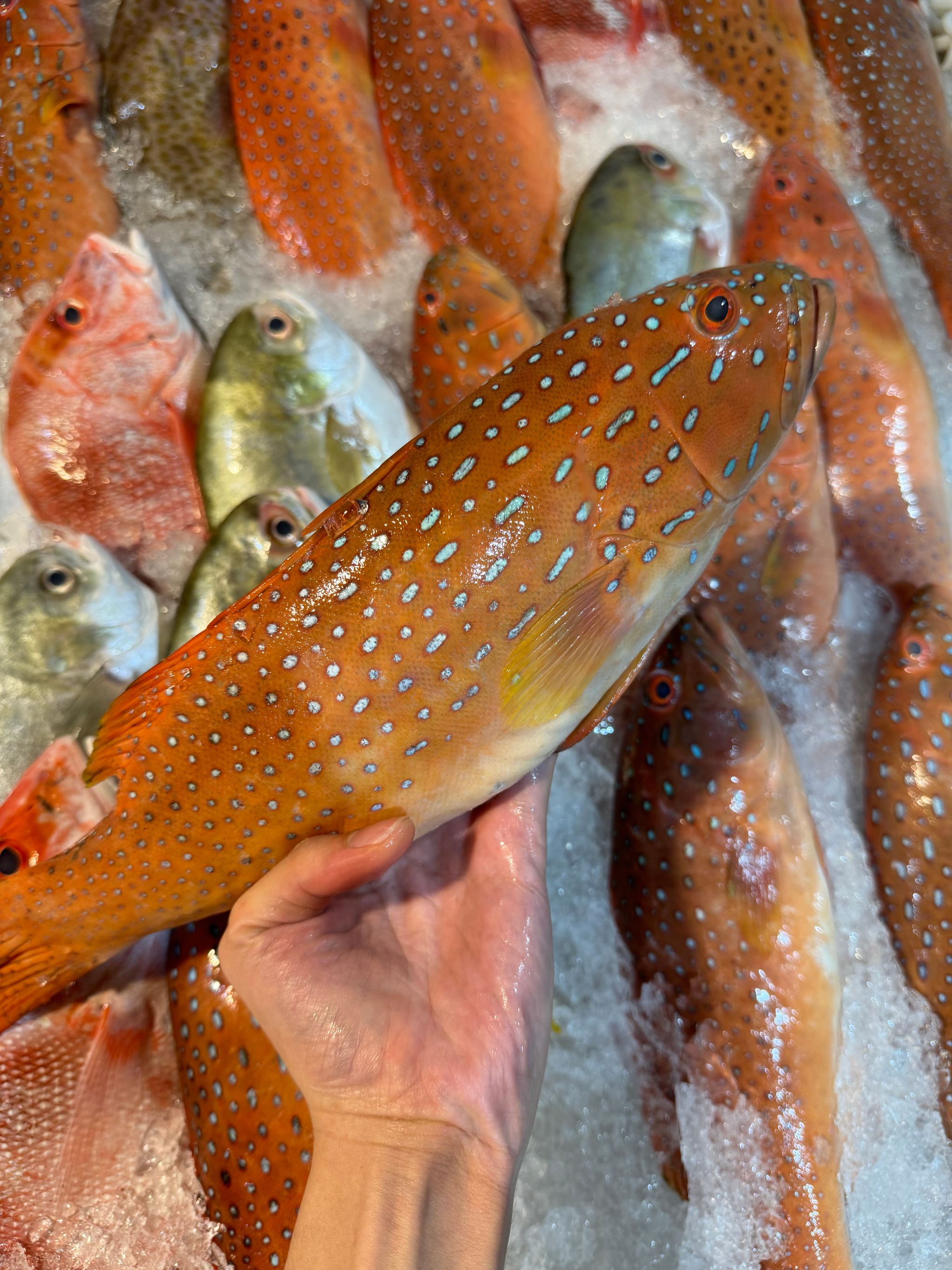 Red Grouper_0