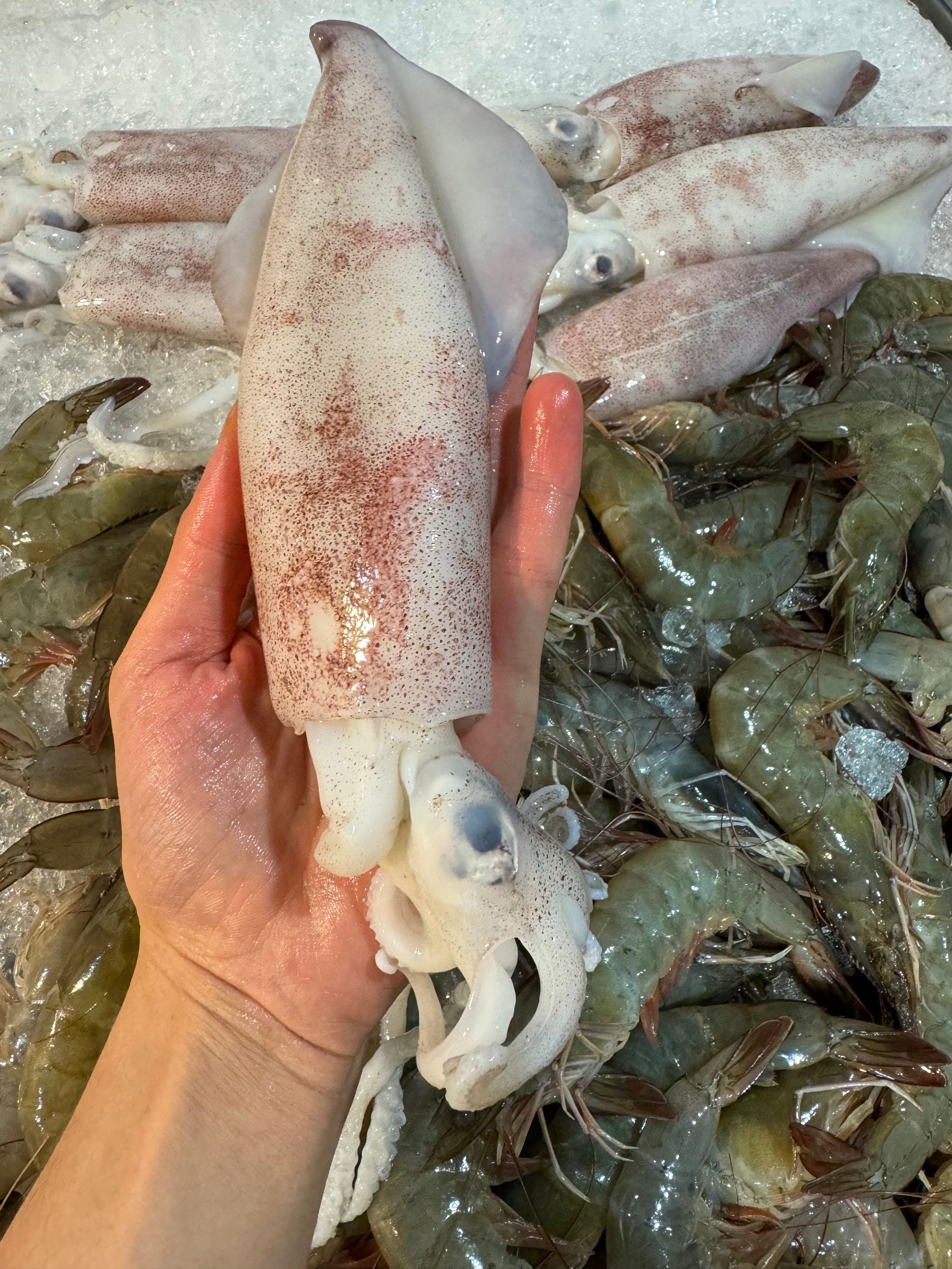 Sotong_0
