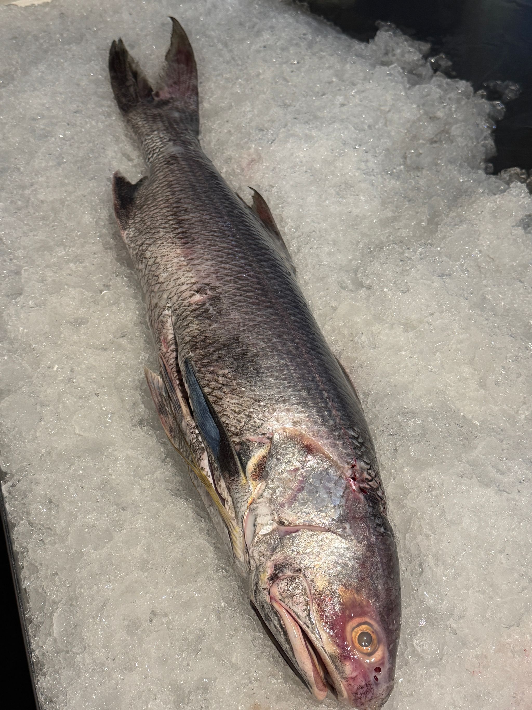 Threadfin (Bailai/Surubaya)_0
