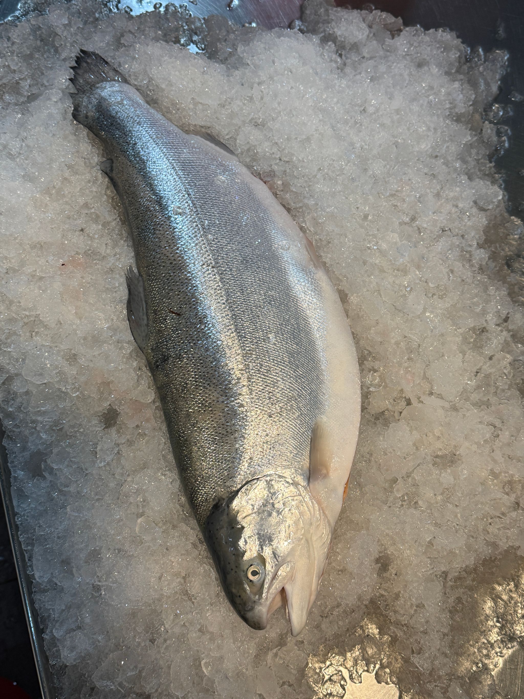 Salmon Trout _0