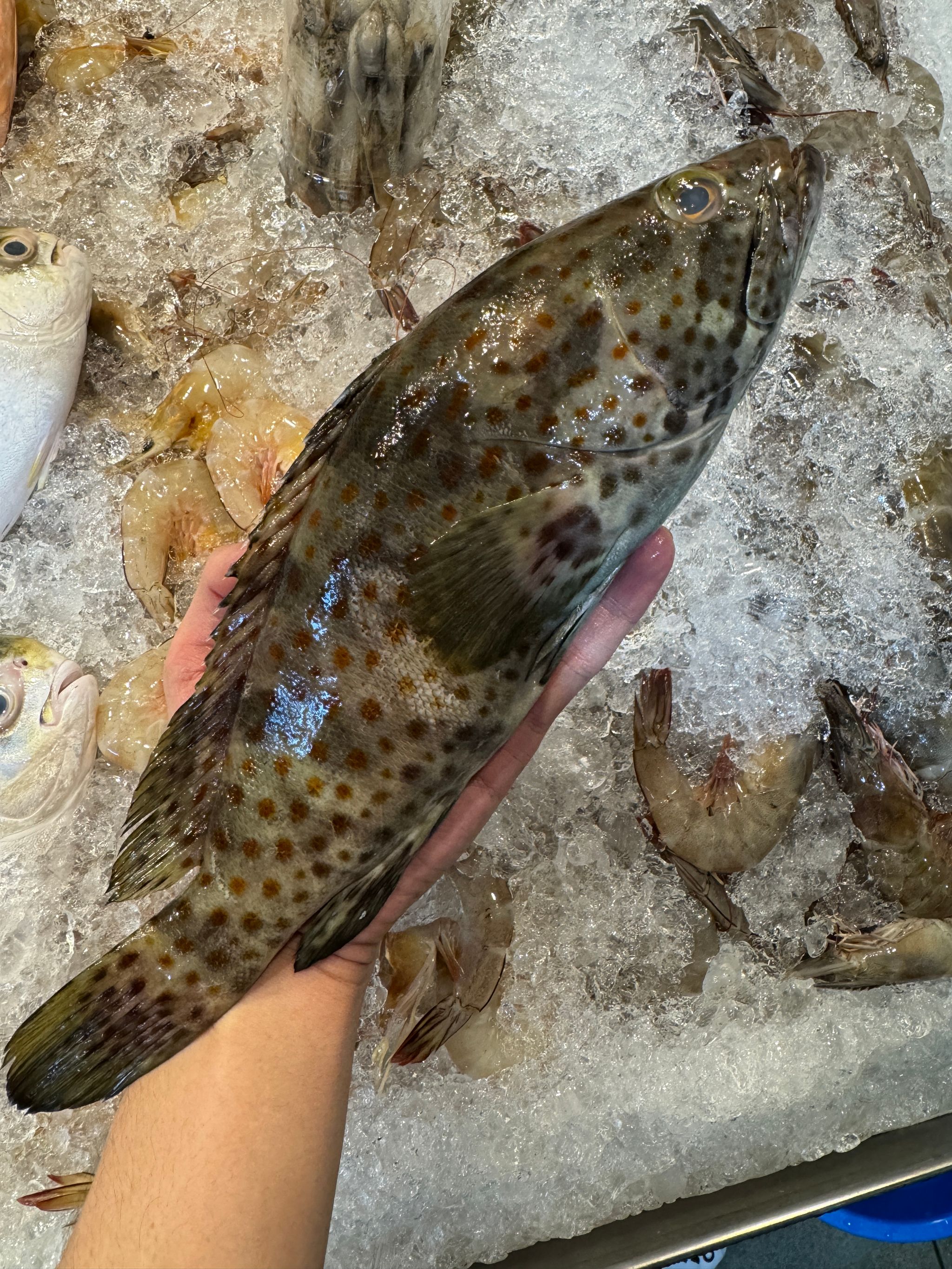 Black Grouper_0