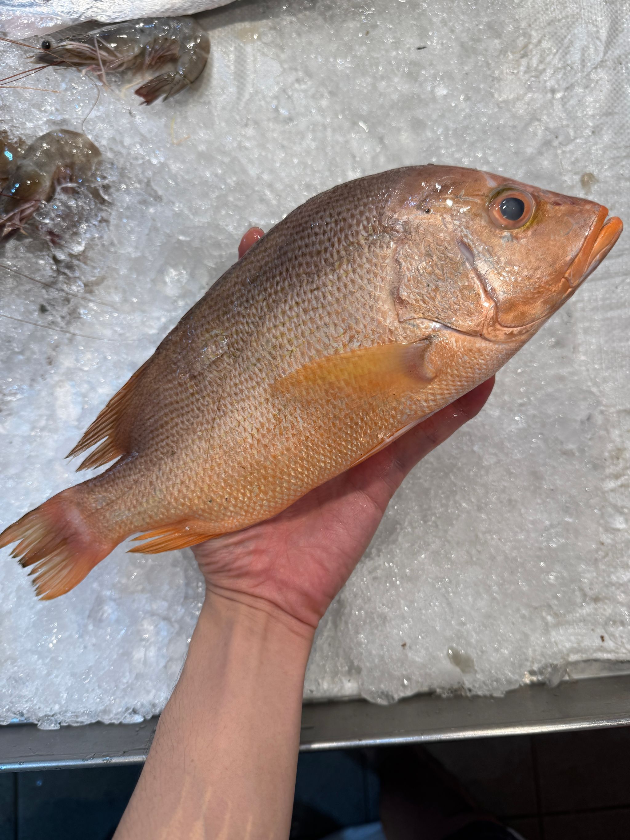 Red Snapper_0