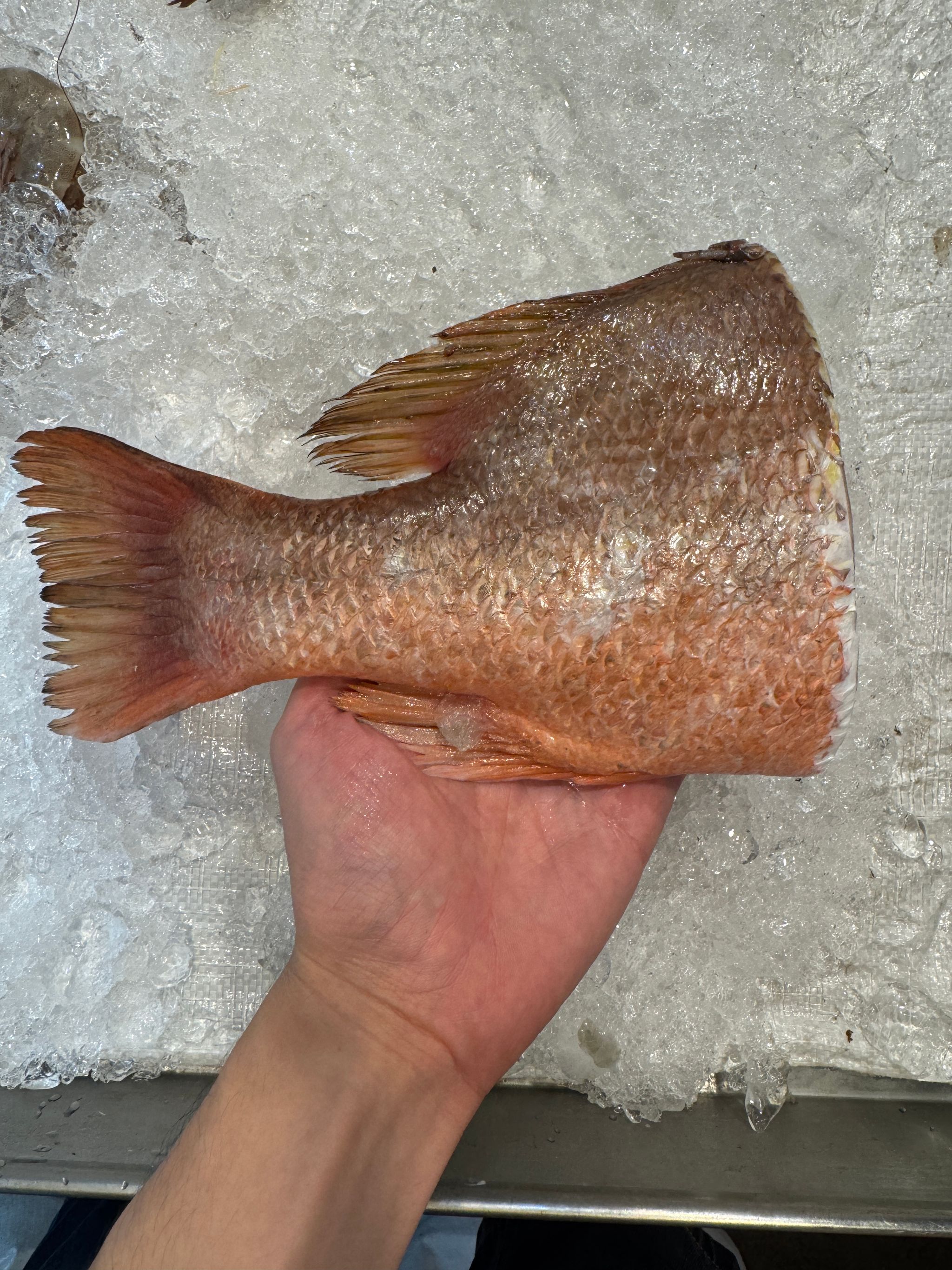 Red Snapper_3